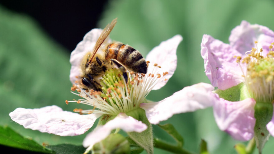Udružili se pčelari i proizvođači jagodičastog voća