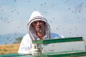 Europska medonosna pčela glavni prenositelj bolesti