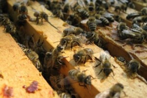 Stimulacija matice neophodna je za zaleganje većih površina saća