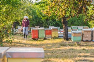 Jeftin uvoz, loše oznake i razrjeđivanje meda krivci za propast pčelara?