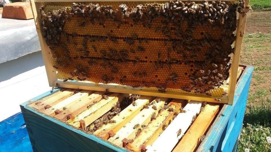 Dodijeljeni besplatni pčelarski paketi za 35 pčelara