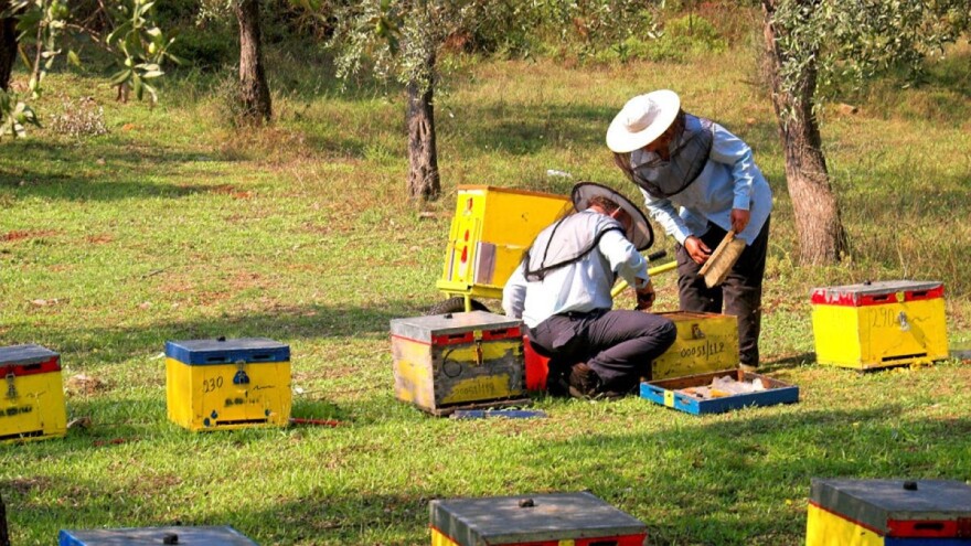 Pčelari na mukama: kako sprečiti trovanje pčela?