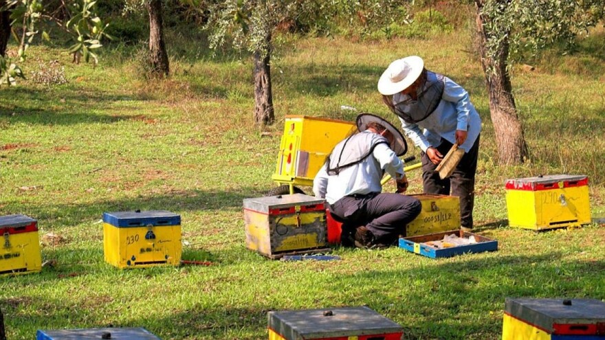 Stanje u pčelinjacima alarmantno, lokalne samouprave pomažu u šećeru