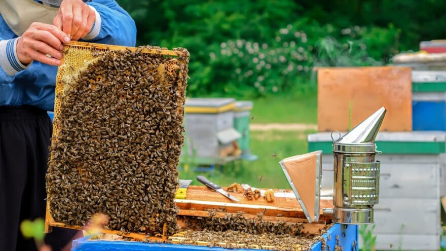 Matičnu mliječ uzimajte od provjerenih pčelara jer je nestručno rukovanje čini štetnom
