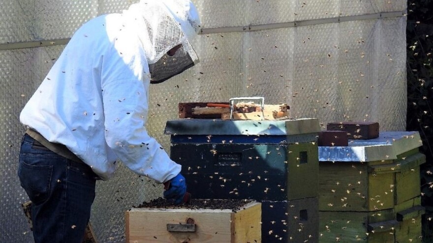 Načini za sprječavanje rojenja pčela