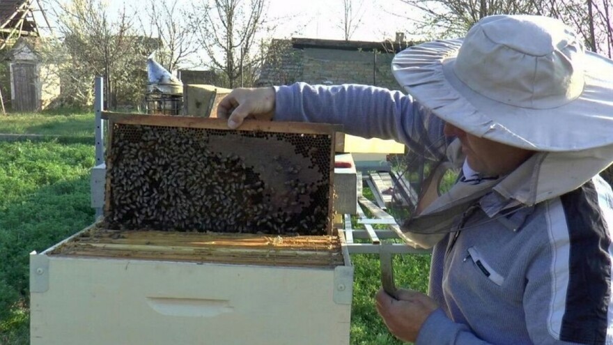 Cijene meda kod nas veće nego u regionu, ipak kvalitet je upitan?!