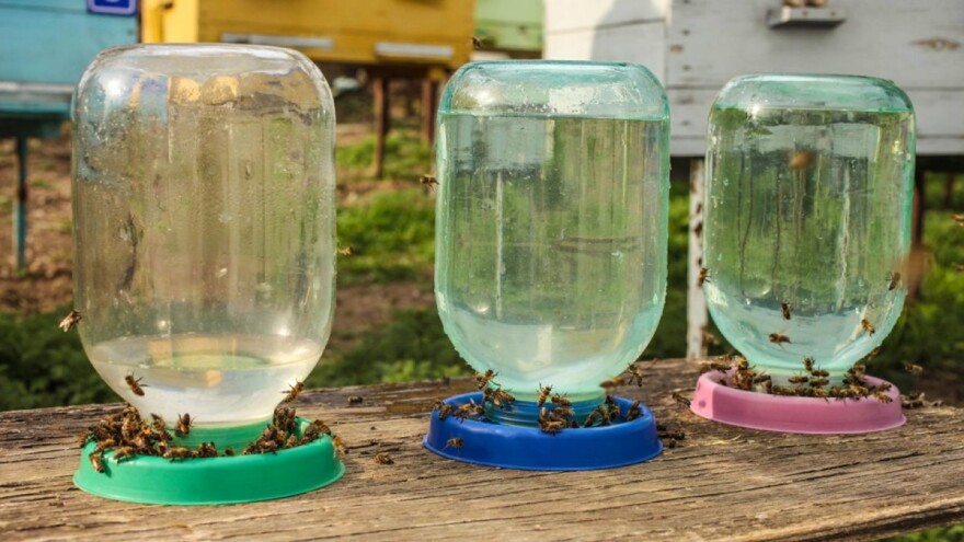 Pčele takođe trebaju vodu: Osigurajte im pojilice blizu košnice