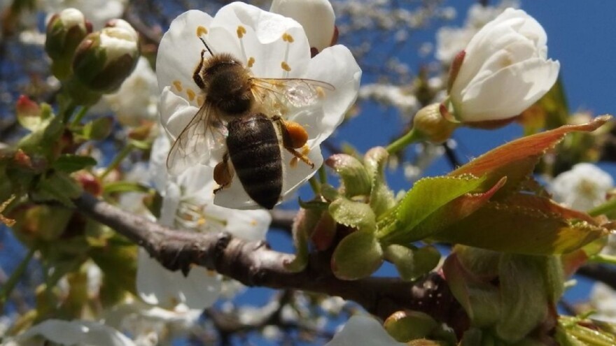 Pčelarenje kao oprašivačka djelatnost pokazalo se unosnim poslom