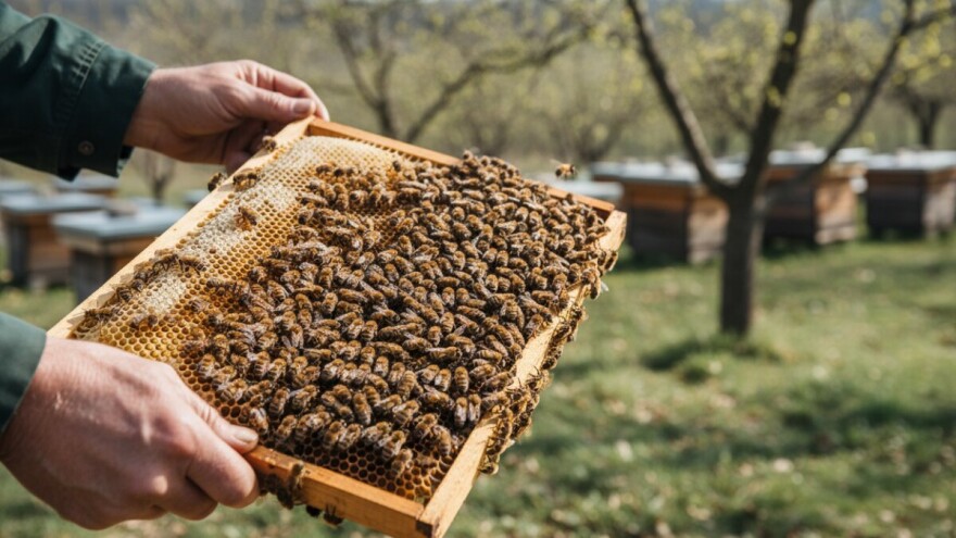 Pčele dobro podnijele ekstremne hladnoće