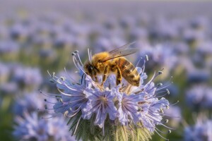 Pčele doista vole faceliju