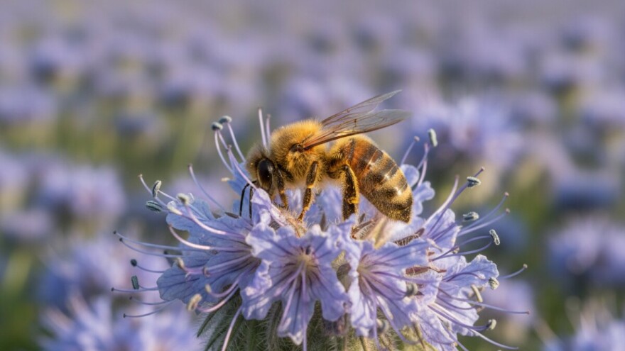 Pčele doista vole faceliju