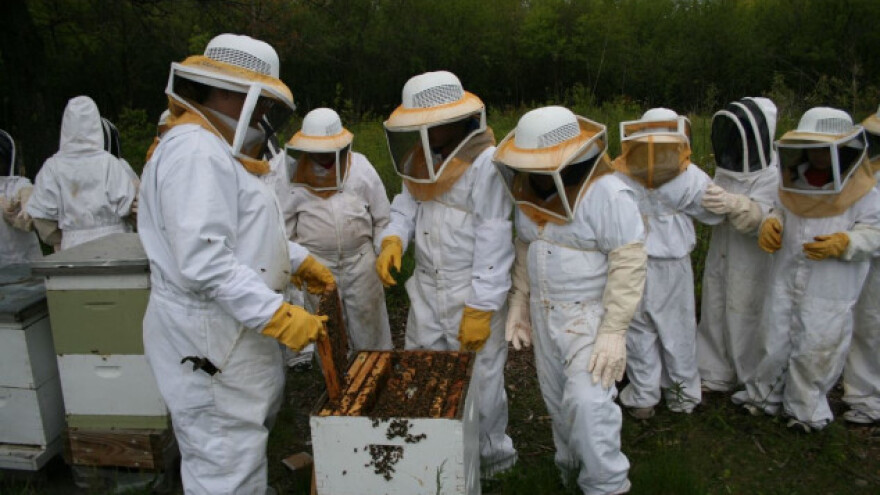 Manje pčelara, no više košnica u EU