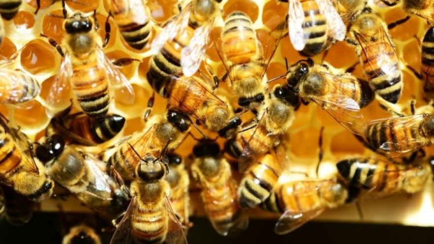 Pčelari ostali bez meda zbog kiša i hladnoće