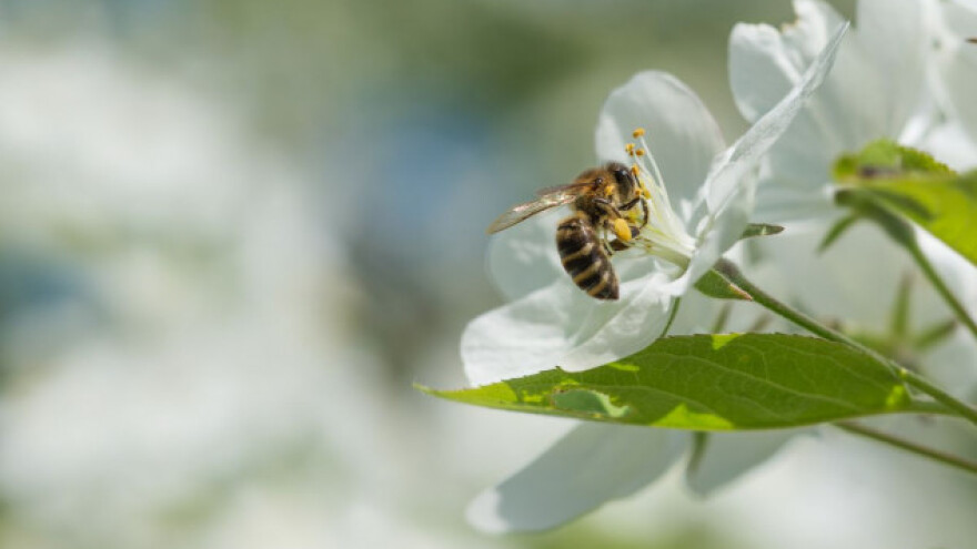 Pčele na vrhu hotela - domaći med na meniju