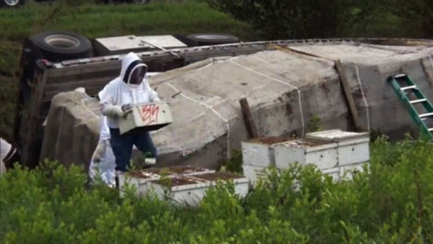 Prevrnuo se kamion s 11 miliona pčela