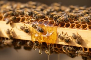 Pčele koje se hrane medom žive i do 15 dana duže