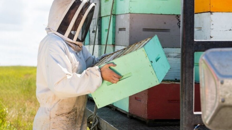 Rješenje za poremećaj kolapsa kolonija?