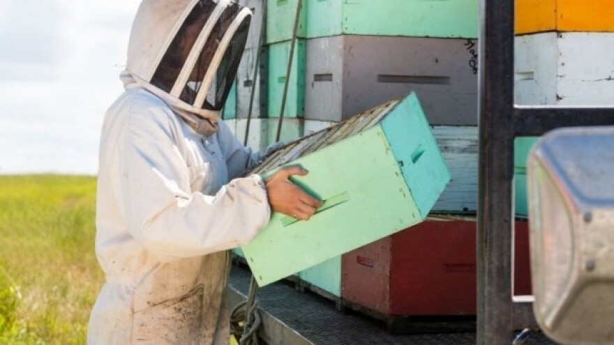 Rješenje za poremećaj kolapsa kolonija?