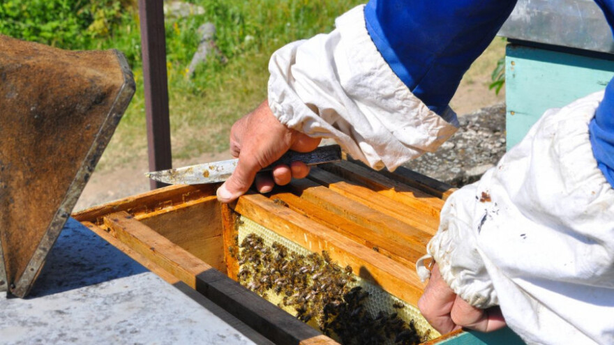 Kako spriječiti grabež na svom pčelinjaku?