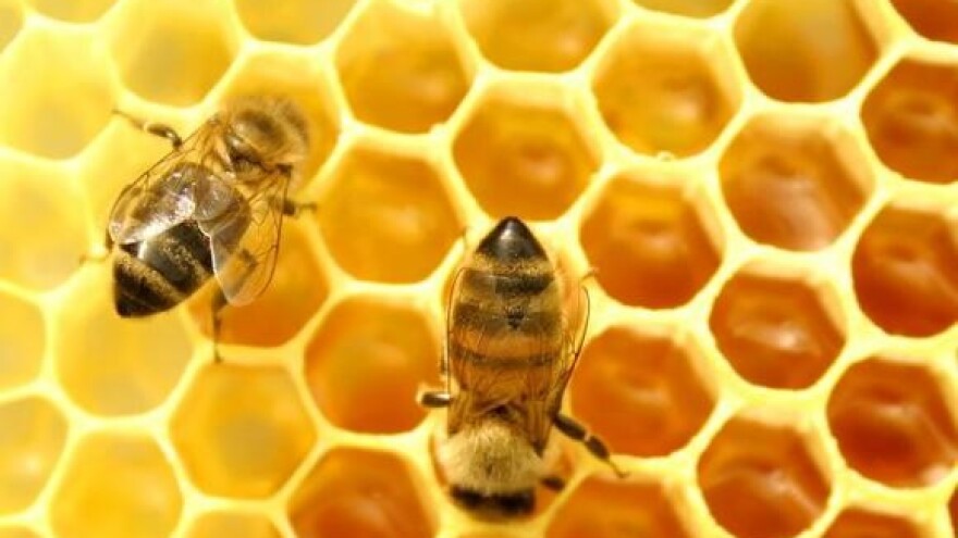 Hrvatski pčelarski centar pridonijet će boljitku pčelarstva