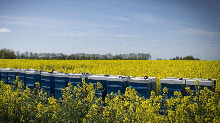 Apel pčelara: Ne prskajte repicu u cvetu!