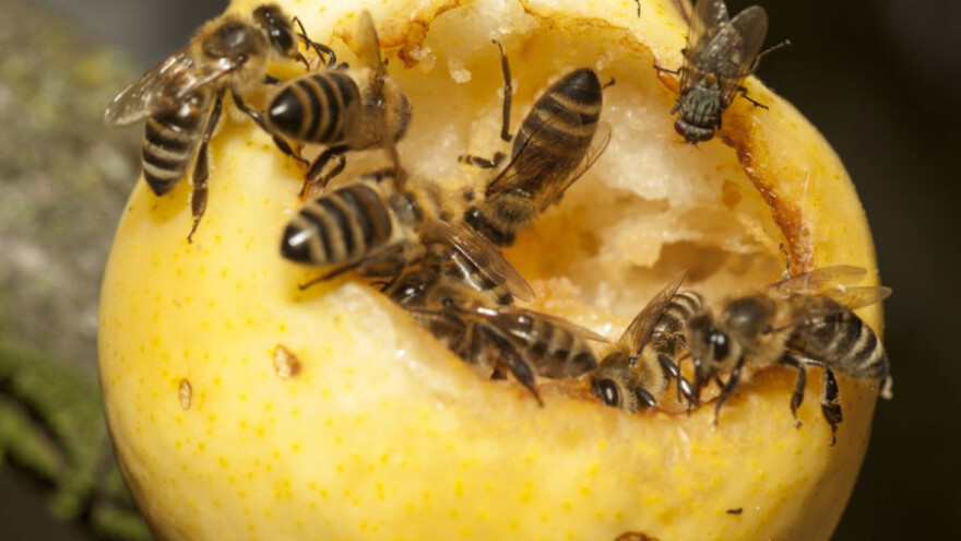 Sadik Čamdžić: Voćni sokovi nisu opasni za pčele!