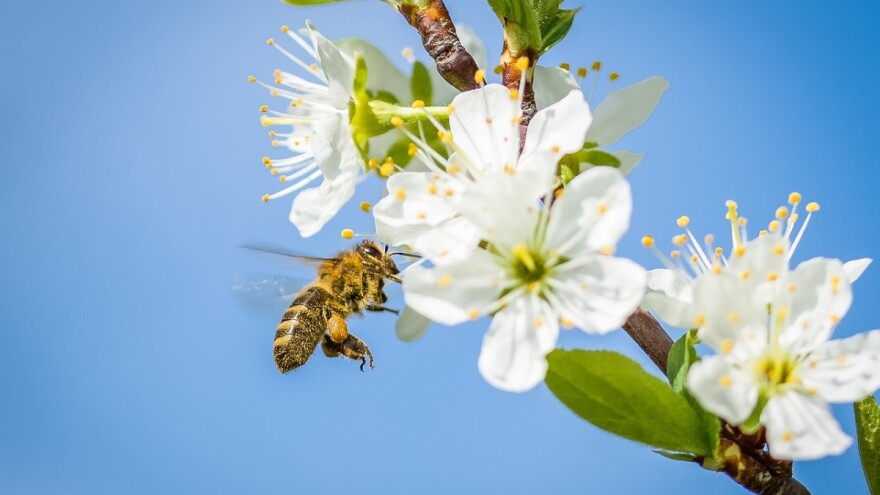 Zaštitite pčele u vrijeme leta - krenula kampanja Čuvajmo pčele