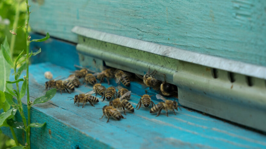 Flaša sa sirćetom štiti pčelinjak