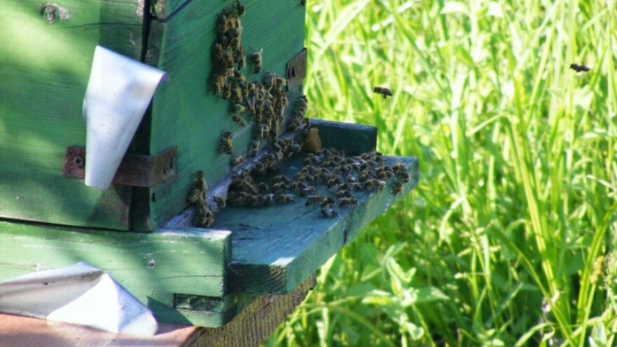 Malinari, pripazite na sigurnost pčela