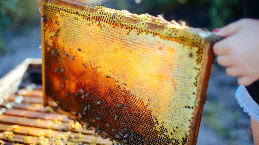 Hercegovačke "pogače" za pčele osvojile zemlje diljem Evrope