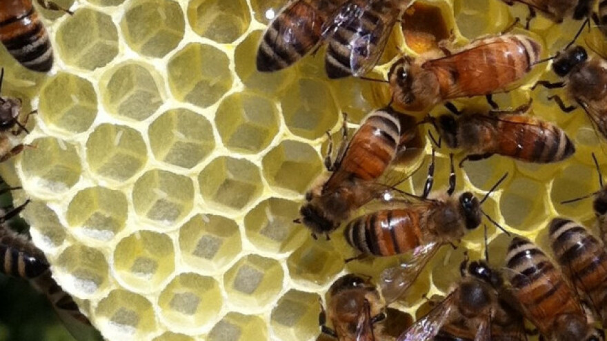 Besplatna škola pčelarstva u Petrovcu na Mlavi