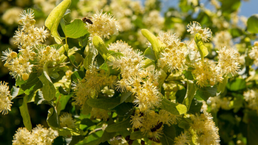 Fruškogorski lipov med na sajmu Terra Madre