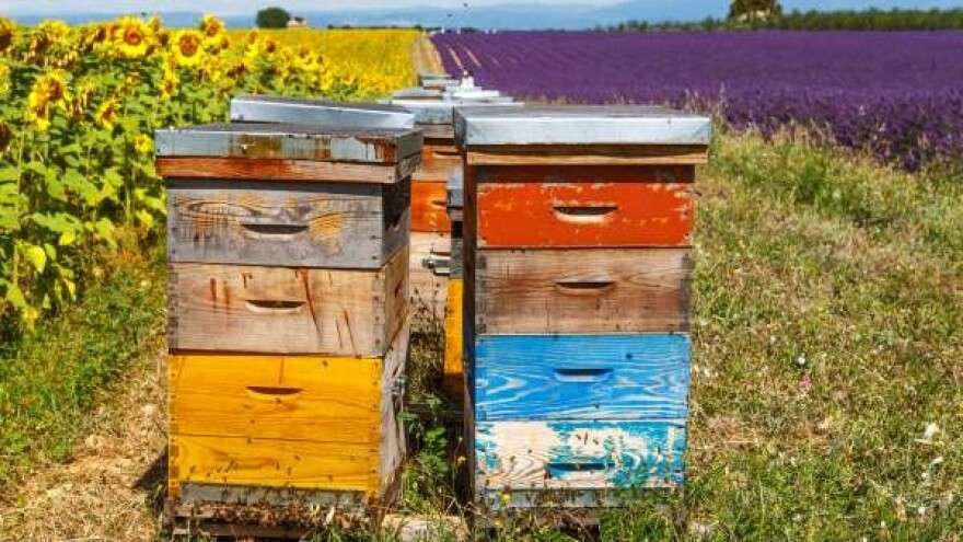 Pčele postaju zavisnice od pesticida?