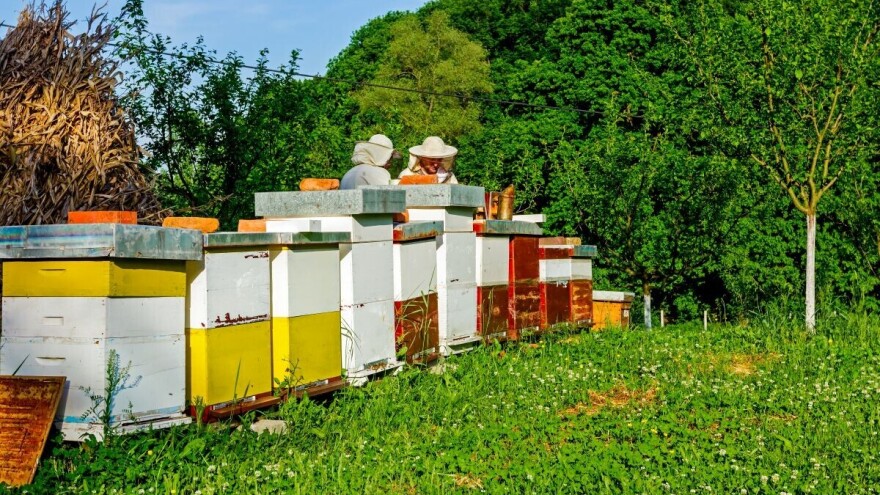 Za dopunsku ishranu pčela najbolji je med