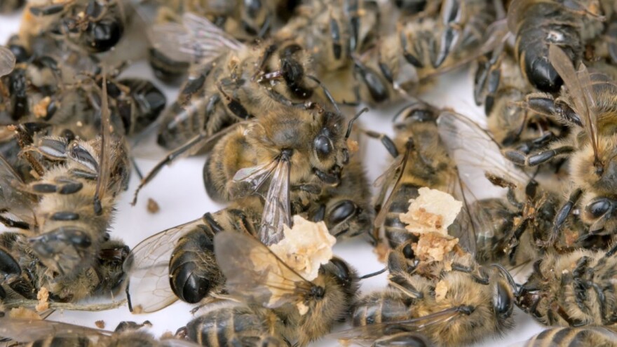 Bacili i spalili košnice - uništeno 600.000 pčela!