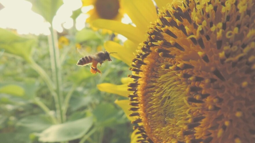 Čovek zavisi od pčela i drugih oprašivača - neka svaki dan bude njihov