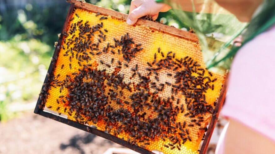 Kada su temperature visoke, pčelama osigurajte dovoljno vode