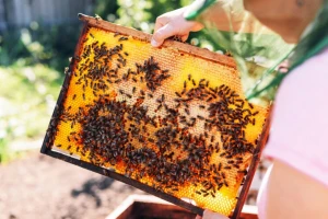 Kada su temperature visoke, pčelama obezbedite samo dovoljno vode