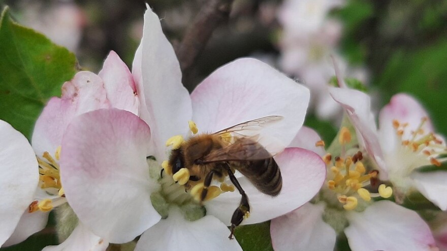 Proleće nije dobro počelo ni za pčelare, a ni za voćare