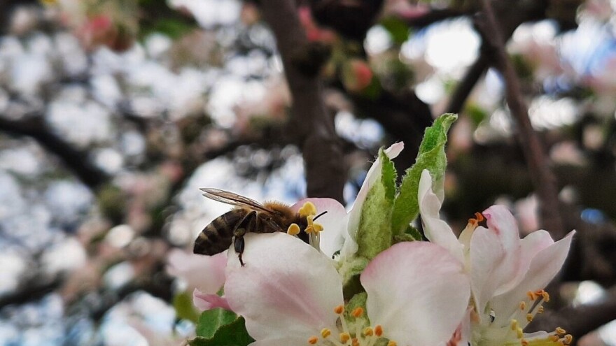 Radovi u pčelinjaku tijekom travnja: Vrijeme kad se osiguravaju zdrave i jake zajednice