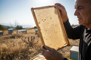 Pčele nestaju, a meda u košnicama tek za trećinu