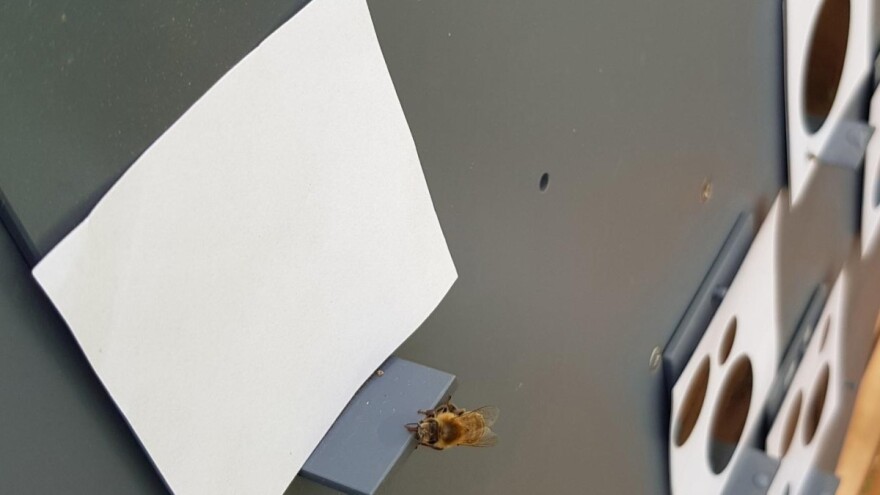 Pčele shvataju da je nula manje od jedan!