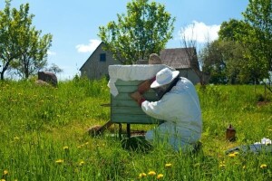 Pčele postaju ovisne o pesticidima?