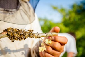 I dalje dvojna mišljenja o pesticidima - EFSA: Neonikotinoidi štete pčelama. EPA, PMRA: Ne štete kolonijama