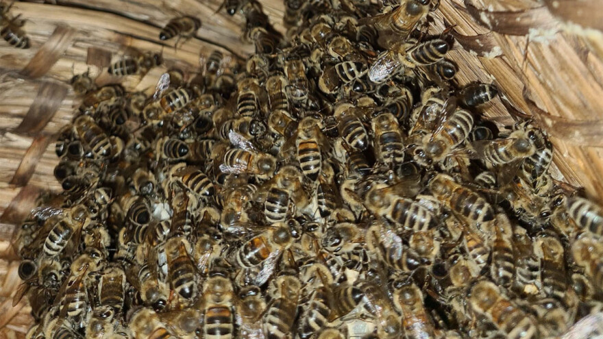 Najučinkovitiji su oprašivači i pravi timski igrači, ali pčelama je potrebna stalna briga