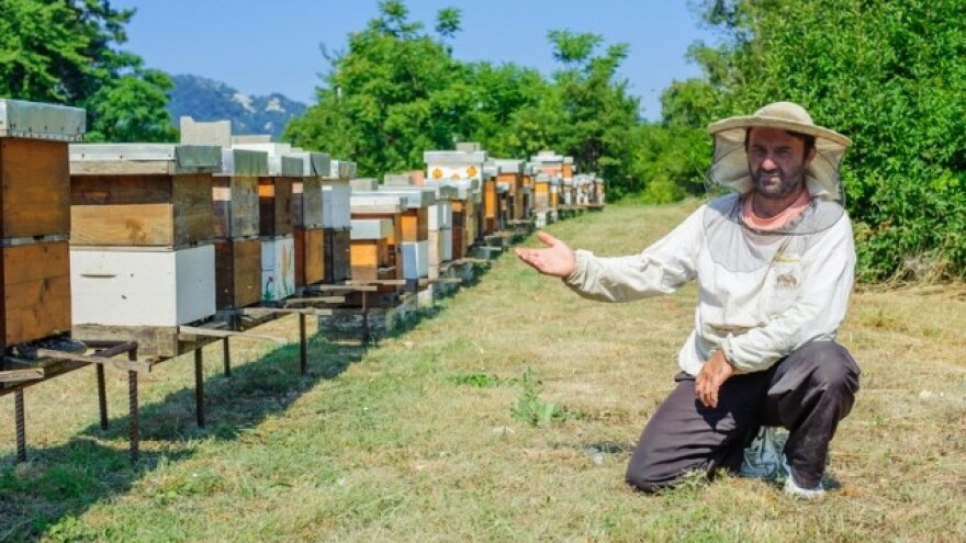 Pčele u službi policije