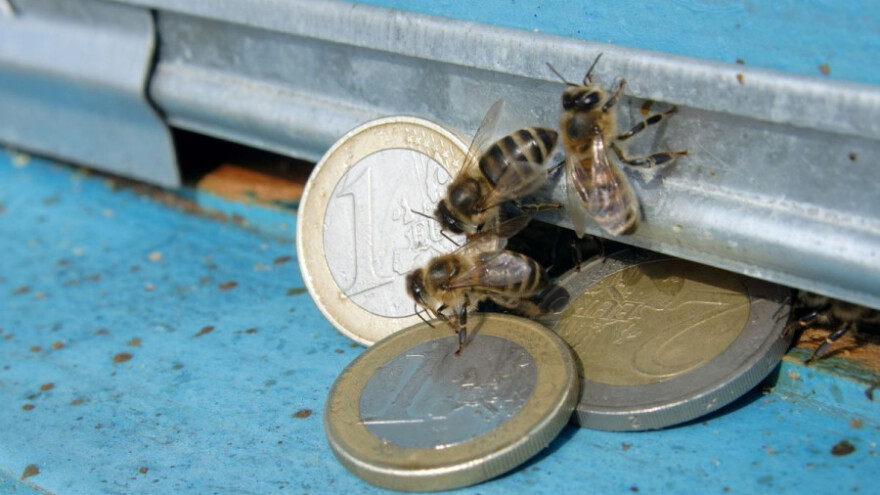 Bliže se rokovi za zahtjeve pčelarskih potpora