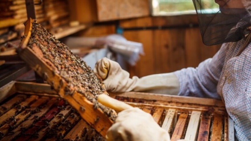 Laboratorij za ispitivanje kvalitete meda!