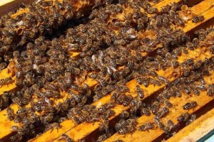 Propolis - čuvar košnice i zdravlja