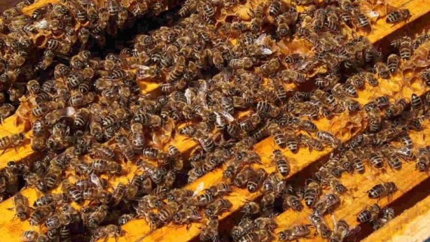 Propolis - čuvar košnice i zdravlja